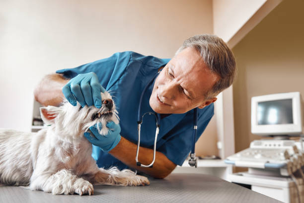 Best Broken or Chipped Tooth Repair in Little Elm, TX
